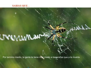 Por termino medio, la gente le tiene más miedo a las arañas que a la muerte.  