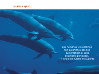 Los humanos y los delfines  son las únicas especies  que practican el sexo solamente por placer.  (Pero lo del Cerdo los supera) 