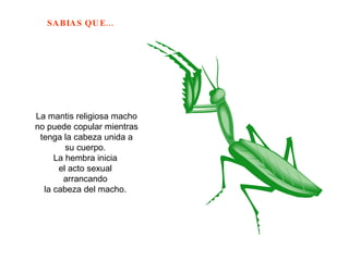 La mantis religiosa macho no puede copular mientras tenga la cabeza unida a su cuerpo.  La hembra inicia  el acto sexual  arrancando  la cabeza del macho.  
