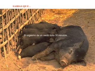 El orgasmo de un cerdo dura 30 minutos.  