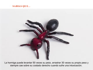 La hormiga puede levantar 50 veces su peso, arrastrar 30 veces su propio peso y siempre cae sobre su costado derecho cuando sufre una intoxicación.  