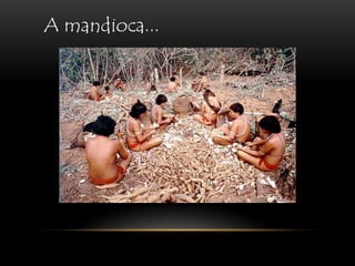 A mandioca...