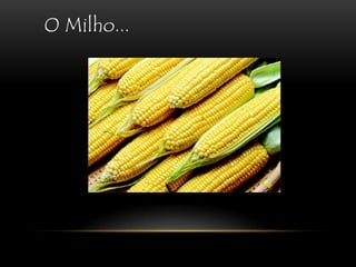 O Milho...