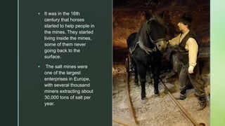 z▪ It was in the 16th
century that horses
started to help people in
the mines. They started
living inside the mines,
some of them never
going back to the
surface.
▪ The salt mines were
one of the largest
enterprises in Europe,
with several thousand
miners extracting about
30,000 tons of salt per
year.