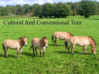 Cultural And Conventional
Tour
Cultural And Conventional Tour
 