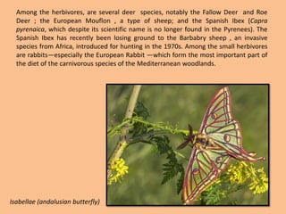 Among the herbivores, are several deer  species, notably the Fallow Deer  and Roe Deer ; the European Mouflon , a type of sheep; and the Spanish Ibex (Capra pyrenaica, which despite its scientific name is no longer found in the Pyrenees). The Spanish Ibex has recently been losing ground to the Barbabry sheep , an invasive species from Africa, introduced for hunting in the 1970s. Among the small herbivores are rabbits—especially the European Rabbit —which form the most important part of the diet of the carnivorous species of the Mediterranean woodlands.Isabellae (andalusianbutterfly)