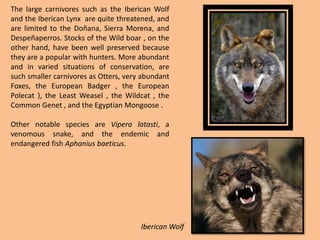 The large carnivores such as the Iberican Wolf  and the Iberican Lynx  are quite threatened, and are limited to the Doñana, Sierra Morena, and Despeñaperros. Stocks of the Wild boar , on the other hand, have been well preserved because they are a popular with hunters. More abundant and in varied situations of conservation, are such smaller carnivores as Otters, very abundant Foxes, the European Badger , the European Polecat ), the Least Weasel , the Wildcat , the Common Genet , and the Egyptian Mongoose .Other notable species are Viperalatasti, a venomous snake, and the endemic and endangered fish Aphaniusbaeticus.Iberican Wolf