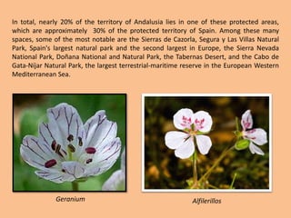 In total, nearly 20% of the territory of Andalusia lies in one of these protected areas, which are approximately  30% of the protected territory of Spain. Among these many spaces, some of the most notable are the Sierras de Cazorla, Segura y Las Villas Natural Park, Spain's largest natural park and the second largest in Europe, the Sierra Nevada National Park, Doñana National and Natural Park, the Tabernas Desert, and the Cabo de Gata-Níjar Natural Park, the largest terrestrial-maritime reserve in the European Western Mediterranean Sea.GeraniumAlfilerillos