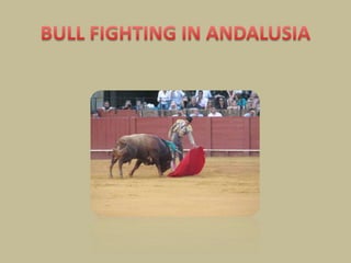 Bull fightingBullfighting started in the village squares, and became formalised, with the building of the bullring in Ronda (Málaga) in the late 18th century. From that time, it began to follow a particular sequence of events: the entrance of the bull, the picador, the banderilleros, and finally the matador (bullfighter). Many of the picadors' horses were injured , so these heavy horses now wear protection.