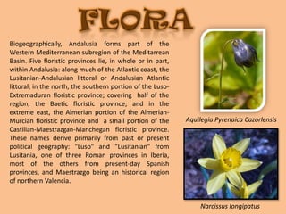 FLORABiogeographically, Andalusia forms part of the Western Mediterranean subregion of the Meditarrean Basin. Five floristic provinces lie, in whole or in part, within Andalusia: along much of the Atlantic coast, the Lusitanian-Andalusian littoral or Andalusian Atlantic littoral; in the north, the southern portion of the Luso-Extremaduran floristic province; covering half of the region, the Baetic floristic province; and in the extreme east, the Almerian portion of the Almerian-Murcian floristic province and a small portion of the Castilian-Maestrazgan-Manchegan floristic province. These names derive primarily from past or present political geography: "Luso" and "Lusitanian" from Lusitania, one of three Roman provinces in Iberia, most of the others from present-day Spanish provinces, and Maestrazgo being an historical region of northern Valencia.AquilegiaPyrenaicaCazorlensisNarcissuslongipatus