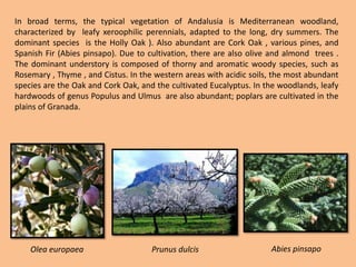 In broad terms, the typical vegetation of Andalusia is Mediterranean woodland, characterized by  leafy xeroophilic perennials, adapted to the long, dry summers. The dominant species is the Holly Oak ). Also abundant are Cork Oak , various pines, and Spanish Fir (Abiespinsapo). Due to cultivation, there are also olive and almond  trees . The dominant understory is composed of thorny and aromatic woody species, such as Rosemary , Thyme , and Cistus. In the western areas with acidic soils, the most abundant species are the Oak and Cork Oak, and the cultivated Eucalyptus. In the woodlands, leafy hardwoods of genus Populus and Ulmusare also abundant; poplars are cultivated in the plains of Granada.AbiespinsapoOleaeuropaeaPrunusdulcis