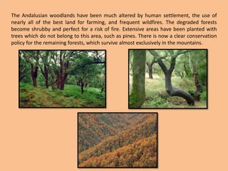 The Andalusian woodlands have been much altered by human settlement, the use of nearly all of the best land for farming, and frequent wildfires. The degraded forests become shrubby and perfect for a risk of fire. Extensive areas have been planted with  trees which do not belong to this area, such as pines. There is now a clear conservation policy for the remaining forests, which survive almost exclusively in the mountains.