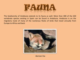 FAUNAThe biodiversity of Andalusia extends to its fauna as well. More than 400 of the 630 vertebrate species existing in Spain can be found in Andalusia. Andalusia is on the migratory route of many of the numerous flocks of birds that travel annually from Europe to Africa and back.Iberican Fox