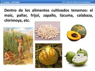 Dentro de los alimentos cultivados tenemos: el
maíz, pallar, frijol, zapallo, lúcuma, calabaza,
chirimoya, etc.
V- Unidad : HISTORIA I.E.P «Nuestra Señora de Guadalupe»
 