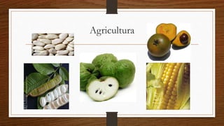 Agricultura
 