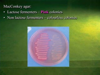 Colorless Colonies Culture media & methods | PPSX