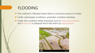 FLOODING
 This method is followed where there is enormous amount of water.
 Under submerged conditions, anaerobic condition develops.
 Under this condition lethal chemicals such as Hydrogensulphide
and Ammonia is released which kills them by Asphyxiation.
 