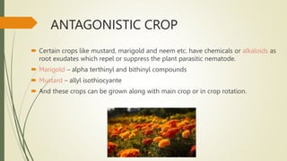 ANTAGONISTIC CROP
 Certain crops like mustard, marigold and neem etc. have chemicals or alkaloids as
root exudates which repel or suppress the plant parasitic nematode.
 Marigold – alpha terthinyl and bithinyl compounds
 Mustard – allyl isothiocyante
 And these crops can be grown along with main crop or in crop rotation.
 