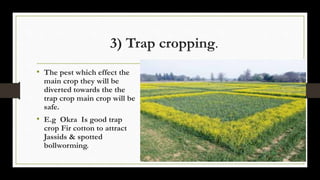 3) Trap cropping.
• The pest which effect the
main crop they will be
diverted towards the the
trap crop main crop will be
safe.
• E.g Okra Is good trap
crop Fir cotton to attract
Jassids & spotted
bollworming.
 