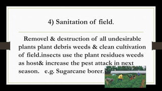 4) Sanitation of field.
Removel & destruction of all undesirable
plants plant debris weeds & clean cultivation
of field.insects use the plant residues weeds
as host& increase the pest attack in next
season. e.g. Sugarcane borer.
 