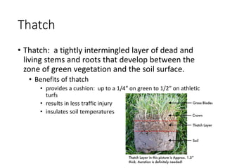 Thatch
• Thatch: a tightly intermingled layer of dead and
living stems and roots that develop between the
zone of green vegetation and the soil surface.
• Benefits of thatch
• provides a cushion: up to a 1/4” on green to 1/2” on athletic
turfs
• results in less traffic injury
• insulates soil temperatures
 