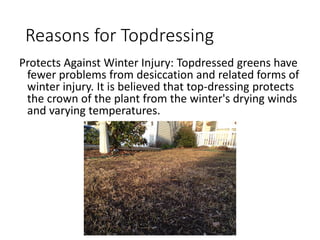 Reasons for Topdressing
Protects Against Winter Injury: Topdressed greens have
fewer problems from desiccation and related forms of
winter injury. It is believed that top-dressing protects
the crown of the plant from the winter's drying winds
and varying temperatures.
 