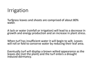 Irrigation
Turfgrass leaves and shoots are comprised of about 80%
water.
A lack or water (rainfall or irrigation) will lead to a decrease in
growth and energy production and an increase in plant stress.
When turf has insufficient water it will begin to wilt. Leaves
will roll or fold to conserve water by reducing their leaf area.
Eventually turf will display a brown wilted appearance as the
leaves die (not the plant) and the turf enters a drought
induced dormancy.
 