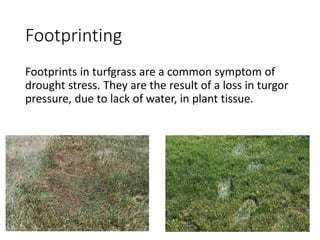 Footprinting
Footprints in turfgrass are a common symptom of
drought stress. They are the result of a loss in turgor
pressure, due to lack of water, in plant tissue.
 