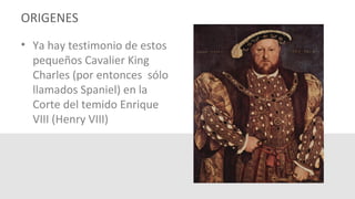 ORIGENES
• Ya hay testimonio de estos
pequeños Cavalier King
Charles (por entonces sólo
llamados Spaniel) en la
Corte del temido Enrique
VIII (Henry VIII)
 
