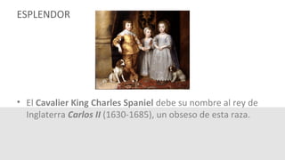 ESPLENDOR
• El Cavalier King Charles Spaniel debe su nombre al rey de
Inglaterra Carlos II (1630-1685), un obseso de esta raza.
 