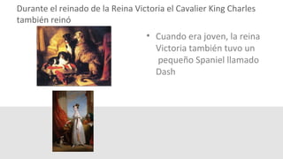 Durante el reinado de la Reina Victoria el Cavalier King Charles
también reinó
• Cuando era joven, la reina
Victoria también tuvo un
pequeño Spaniel llamado
Dash
 