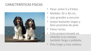 CARACTERÍSTICAS FISICAS
• Peso: entre 5 y 9 kilos
• Medida: 32 a 36 cm,
• ojos grandes y oscuros
• orejas bastante largas y
bien provistas de pelo.
• Patas rectas
• Cola proporcionada en
relación a su cuerpo,
también larga y poblada.
• Pelo largo y muy sedoso,
 