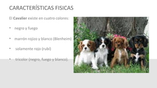 CARACTERÍSTICAS FISICAS
El Cavalier existe en cuatro colores:
• negro y fuego
• marrón rojizo y blanco (Blenheim)
• solamente rojo (rubí)
• tricolor (negro, fuego y blanco).
 