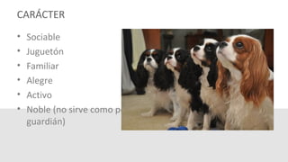 CARÁCTER
• Sociable
• Juguetón
• Familiar
• Alegre
• Activo
• Noble (no sirve como perro
guardián)
 