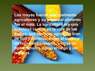 Los mayas fueron esencialmente agricultores y su principal alimento fue el maíz. La agricultura era una actividad central en la vida de los mayas, sus técnicas agrícolas eran de tipo extensivo, como el sistema de roza-tumba-quema, y otras de tipo intensivo, como el riego y las terrazas. 