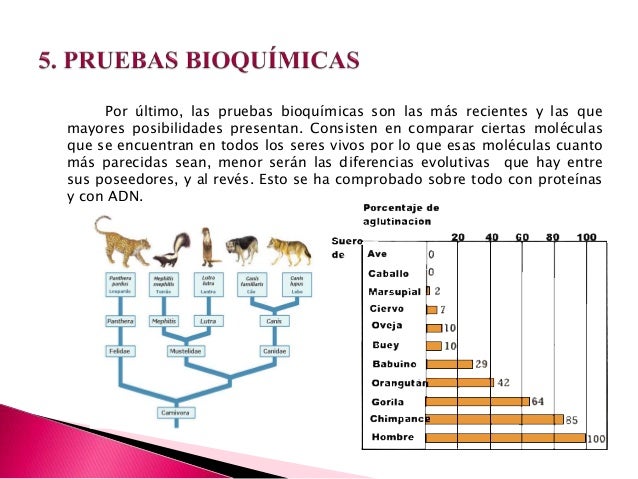 Pruebas Bioquimicas De La Evolucion Wikipedia