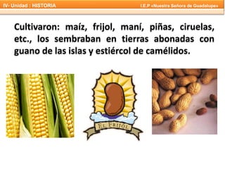 Cultivaron: maíz, frijol, maní, piñas, ciruelas,
etc., los sembraban en tierras abonadas con
guano de las islas y estiércol de camélidos.
IV- Unidad : HISTORIA I.E.P «Nuestra Señora de Guadalupe»