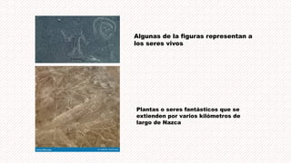 Algunas de la figuras representan a
los seres vivos
Plantas o seres fantásticos que se
extienden por varios kilómetros de
largo de Nazca
 