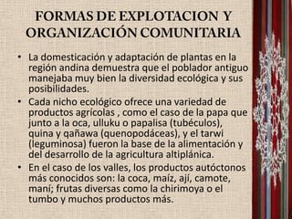 • La domesticación y adaptación de plantas en la
  región andina demuestra que el poblador antiguo
  manejaba muy bien la diversidad ecológica y sus
  posibilidades.
• Cada nicho ecológico ofrece una variedad de
  productos agrícolas , como el caso de la papa que
  junto a la oca, ulluku o papalisa (tubéculos),
  quina y qañawa (quenopodáceas), y el tarwi
  (leguminosa) fueron la base de la alimentación y
  del desarrollo de la agricultura altiplánica.
• En el caso de los valles, los productos autóctonos
  más conocidos son: la coca, maíz, ají, camote,
  maní; frutas diversas como la chirimoya o el
  tumbo y muchos productos más.
 