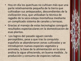 • Hoy en día los quechuas no cultivan más que una
  parte relativamente pequeña de la tierra que
  cultivaban sus antepasados, descendientes de la
  civilización inca, que utilizaban la técnica de
  regadío de la seca estepa montañosa mediante
  un complicado sistema de canales y terrazas.
• Gracias al manejo de estas tecnologías consiguió
  resultados espectaculares en la domesticación de
  esas plantas.
• Los logros del pasado siguen siendo
  perceptibles, pese a que tras la conquista
  española se abandonaron zonas cultivadas y se
  introdujeron nuevas especies vegetales y
  animales, la base de la alimentación en la zona
  andina la sigue ofreciendo, en buena medida , la
  producción y consumo de especies nativas.
 