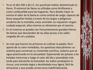 • Ya en el año 500 a de J.C. los quechuas habían domesticado la
  llama. El estiercol de llama se utilizaba como fertilizante y
  como combustible para las hogueras. Pero donde mejor se
  estima el valor de la llama es como animal de carga; capaces de
  llevar pequeños fardos a través de los largos y peligrosos
  senderos de la montaña, estos animales no requieren ningún
  cuidado especial, ellos mismos se alimentan por el camino.
• En el invierno se pueden ver frecuentemente grandes hileras
  de llamas que descienden de las altas punas a los valles
  cargadas de sal y patatas.

• Se cree que fueron los primeros en cultivar la patata. Pero
  aparte de su valor inmediato, los quechuas descubrieron un
  sistema para conservar su contenido nutritivo, sistema que se
  sigue practicando en la actualidad. Exponiendo las patatas a las
  heladas nocturnas y luego al calor del día y pisandolas más
  tarde para extraerles la humedad, los indios produjeron la
  chuna, una comida negra y desidratada muy ligera, fácil de
  almacenar y que puede conservarse indefinidamente.
 