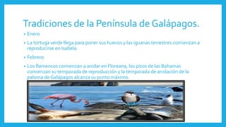Tradiciones de la Península de Galápagos.
• Enero
• La tortuga verde llega para poner sus huevos y las iguanas terrestres comienzan a
reproducirse en Isabela.
• Febrero
• Los flamencos comienzan a anidar en Floreana, los picos de las Bahamas
comienzan su temporada de reproducción y la temporada de anidación de la
paloma de Galápagos alcanza su punto máximo.
 