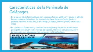 Características de la Península de
Galápagos.
• Es la mayor isla del archipiélago, con una superficie de 4588 km² y ocupa el 58% de
la zona terrestre de las islas. La forma de la isla se debe a la fusión de cinco
grandes volcanes (Cerro Azul, Sierra Negra, Salcedo, Darwin yWolf) en una sola
masa.
• En cuanto a la flora marina, abundan los manglares y los pastos marinos que
principalmente sirven como refugio para peces, moluscos y crustáceos, pero
también son muy abundantes los cocoteros y el árbol del pan.
 