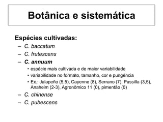 Botânica e sistemática
Espécies cultivadas:
– C. baccatum
– C. frutescens
– C. annuum
• espécie mais cultivada e de maior variabilidade
• variabilidade no formato, tamanho, cor e pungência
• Ex.: Jalapeño (5,5), Cayenne (8), Serrano (7), Passilla (3,5),
Anaheim (2-3), Agronômico 11 (0), pimentão (0)
– C. chinense
– C. pubescens
 