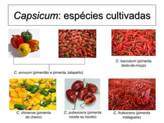 Capsicum: espécies cultivadas
C. annuum (pimentão e pimenta Jalapeño)
C. frutescens (pimenta
malagueta)
C. baccatum (pimenta
dedo-de-moça)
C. chinense (pimenta
de cheiro)
C. pubescens (pimenta
rocoto ou locoto)
 