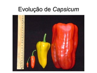 Evolução de Capsicum
 