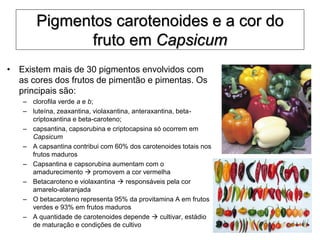 Pigmentos carotenoides e a cor do
fruto em Capsicum
• Existem mais de 30 pigmentos envolvidos com
as cores dos frutos de pimentão e pimentas. Os
principais são:
– clorofila verde a e b;
– luteína, zeaxantina, violaxantina, anteraxantina, beta-
criptoxantina e beta-caroteno;
– capsantina, capsorubina e criptocapsina só ocorrem em
Capsicum
– A capsantina contribui com 60% dos carotenoides totais nos
frutos maduros
– Capsantina e capsorubina aumentam com o
amadurecimento  promovem a cor vermelha
– Betacaroteno e violaxantina  responsáveis pela cor
amarelo-alaranjada
– O betacaroteno representa 95% da provitamina A em frutos
verdes e 93% em frutos maduros
– A quantidade de carotenoides depende  cultivar, estádio
de maturação e condições de cultivo
 