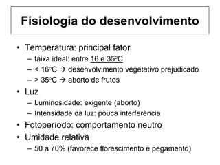Fisiologia do desenvolvimento
• Temperatura: principal fator
– faixa ideal: entre 16 e 35oC
– < 16oC  desenvolvimento vegetativo prejudicado
– > 35oC  aborto de frutos
• Luz
– Luminosidade: exigente (aborto)
– Intensidade da luz: pouca interferência
• Fotoperíodo: comportamento neutro
• Umidade relativa
– 50 a 70% (favorece florescimento e pegamento)
 