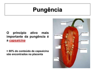Pungência
O princípio ativo mais
importante da pungência é
a capsaicina
> 80% do conteúdo de capsaicina
são encontrados na placenta
 