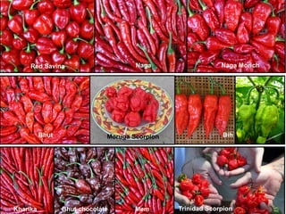 Kharika
Red Savina Naga Naga Morich
Bhut Bih
Mem Trinidad ScorpionBhut chocolate
Moruga Scorpion
 